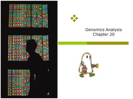 Genomics Analysis Chapter 20 Overview of topics to be discussed  The Human Genome Analysis  Variable Number Tandem Repeats  Short Tandem Repeats 