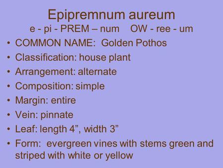 Epipremnum aureum e - pi - PREM – num OW - ree - um COMMON NAME: Golden Pothos Classification: house plant Arrangement: alternate Composition: simple Margin: