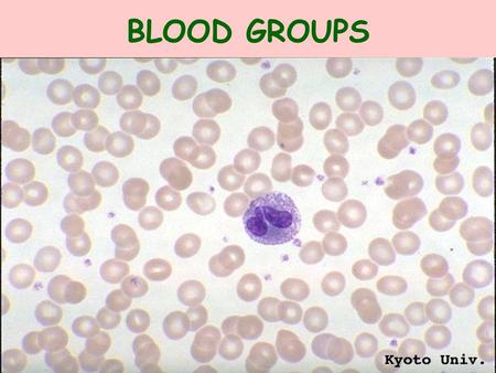 BLOOD GROUPS FACTS ABOUT BLOOD GROUPS THE MOST IMPORTANT BLOOD GROUP IN THE U.S. IS THE ABO GROUP 3 ALLELES FOR THIS GROUP: A,B & O A PERSON CAN ONLY.