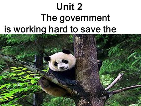 Unit 2 The government is working hard to save the panda.