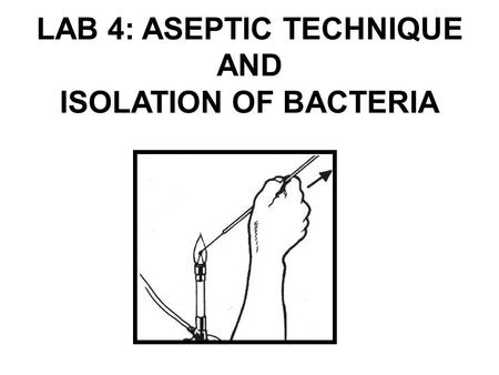 LAB 4: ASEPTIC TECHNIQUE AND ISOLATION OF BACTERIA