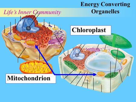 Energy Converting Organelles Life’s Inner Community Chloroplast Mitochondrion.