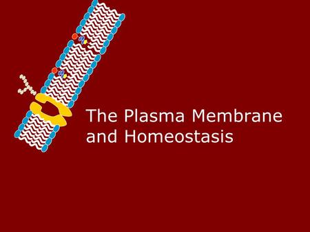The Plasma Membrane and Homeostasis. Homeostasis – Maintaining a Balance Cells must keep the proper concentration of nutrients and water and eliminate.