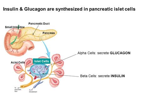 Insulin & Glucagon are synthesized in pancreatic islet cells Pancreas Small Intestine Pancreatic Duct Acini Cells Islet Cells Alpha Cells: secrete GLUCAGON.