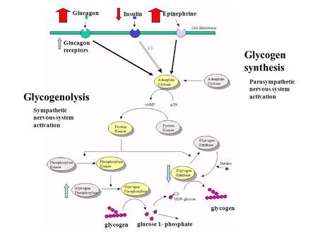 Glycogen synthesis Glycogenolysis Insulin Epinephrine Glucagon
