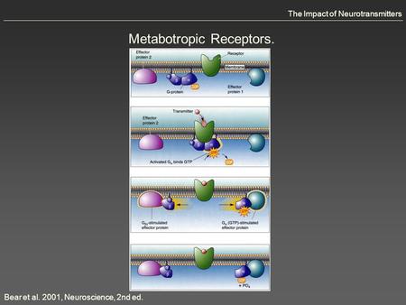Bear et al. 2001, Neuroscience, 2nd ed. The Impact of Neurotransmitters Metabotropic Receptors.