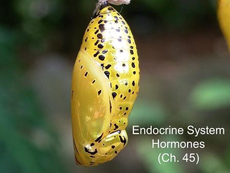 Endocrine System Hormones (Ch. 45).