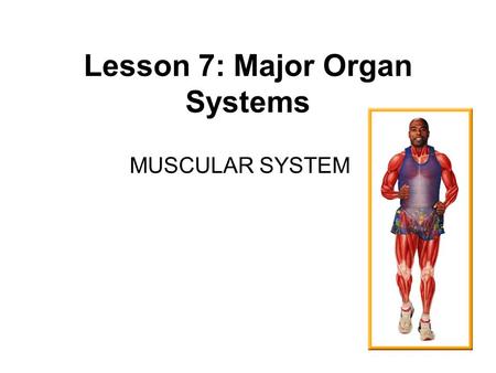 Lesson 7: Major Organ Systems MUSCULAR SYSTEM. Muscle Tissue LocationFunctionVoluntary or Involuntary skeletal attached to bones pull bones to make them.