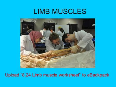 LIMB MUSCLES Upload “8.24 Limb muscle worksheet” to eBackpack.