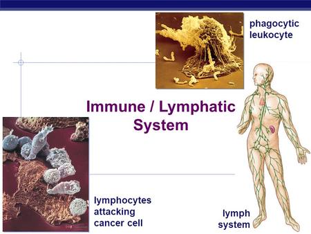 Immune / Lymphatic System