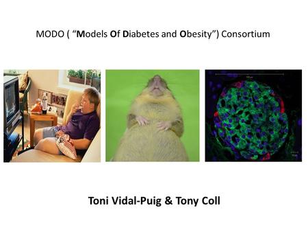 MODO ( “Models Of Diabetes and Obesity”) Consortium Toni Vidal-Puig & Tony Coll.