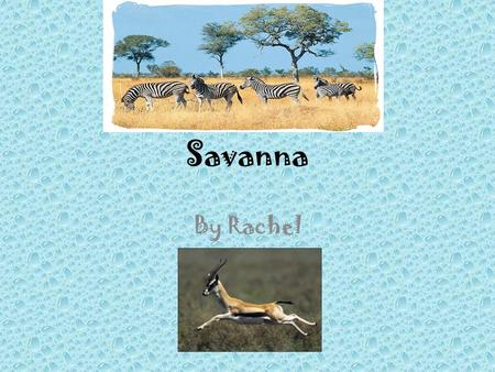 Savanna By Rachel.