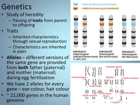 Genetics Study of heredity – Passing of traits from parent to offspring Traits – Inherited characteristics through sexual reproduction – Characteristics.