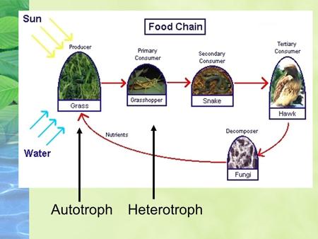 AutotrophHeterotroph. Food Web Energy Flow Energy Pyramids: