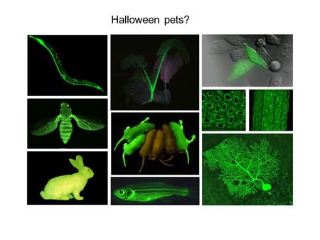 Halloween pets?. Student Assessment of Learning Gains (SALG) website.