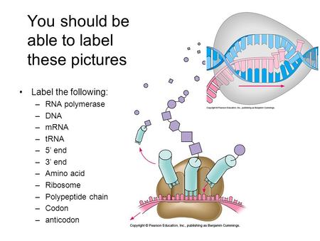 You should be able to label these pictures Label the following: –RNA polymerase –DNA –mRNA –tRNA –5’ end –3’ end –Amino acid –Ribosome –Polypeptide chain.