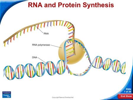 End Show Slide 1 of 39 Copyright Pearson Prentice Hall 12-3 RNA and Protein Synthesis RNA and Protein Synthesis.
