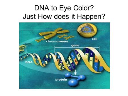 DNA to Eye Color? Just How does it Happen? Problem? How do we go from DNA to individual traits?