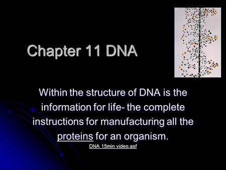 Chapter 11 DNA Within the structure of DNA is the information for life- the complete instructions for manufacturing all the proteins for an organism. DNA.