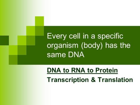 Every cell in a specific organism (body) has the same DNA DNA to RNA to Protein Transcription & Translation.