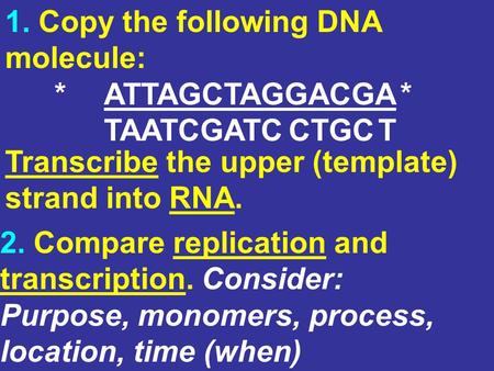 1. Copy the following DNA molecule: *ATTAGCTAGGACGA* TAATCGATC CTGC T 2. Compare replication and transcription. Consider: Purpose, monomers, process, location,