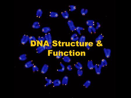 DNA Structure & Function. Perspective They knew where genes were (Morgan) They knew what chromosomes were made of Proteins & nucleic acids They didn’t.