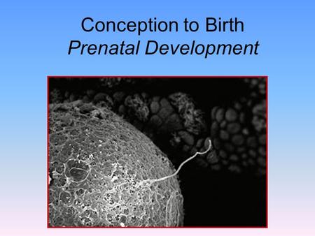 Conception to Birth Prenatal Development. Prenatal Development Prenatal defined as “before birth” Prenatal stage begins at conception and ends with the.