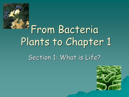 From Bacteria Plants to Chapter 1 Section 1: What is Life?