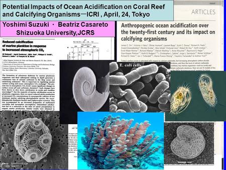 Potential Impacts of Ocean Acidification on Coral Reef and Calcifying Organisms ー ICRI, April, 24, Tokyo Yoshimi Suzuki ・ Beatriz Casareto Shizuoka University,JCRS.