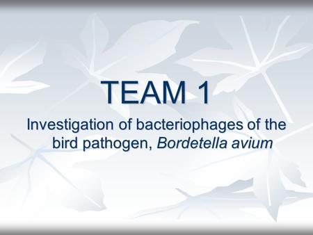 TEAM 1 Investigation of bacteriophages of the bird pathogen, Bordetella avium.