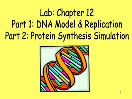 1. What is this structure? 2 DNA! DNA (deoxyribonucleic acid); which stores and provides the information that our body needs to make the various proteins.