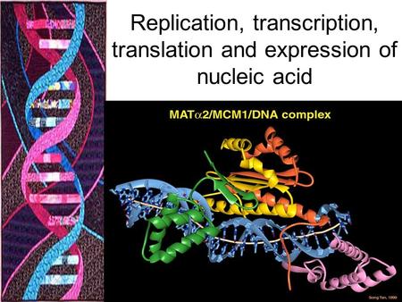 Replication, transcription, translation and expression of nucleic acid.