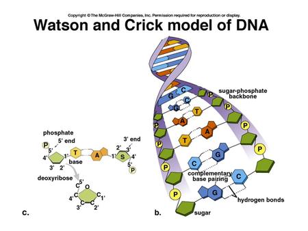 DNA: Structure and Function. The DNA Revolution 1940s-1960s Griffith & Avery—DNA transformed pneumococcus bacteria. Encouraged the study of prokaryotic.