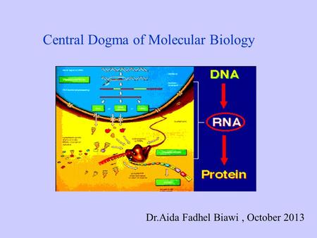 Central Dogma of Molecular Biology Dr.Aida Fadhel Biawi, October 2013.