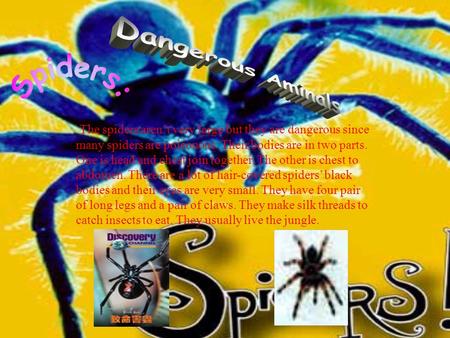 The spiders aren’t very large but they are dangerous since many spiders are poisonous. Their bodies are in two parts. One is head and chest join together.