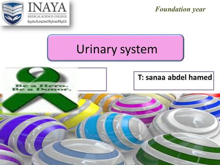 Foundation year Urinary system T: sanaa abdel hamed.