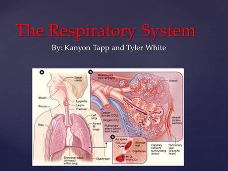 { The Respiratory System By: Kanyon Tapp and Tyler White.