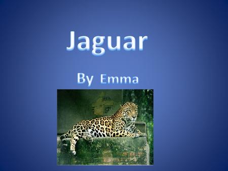 Habitat Jaguars live in the rain forest in south America. They roam alone through the forest. Jaguars sleep on tree branches.