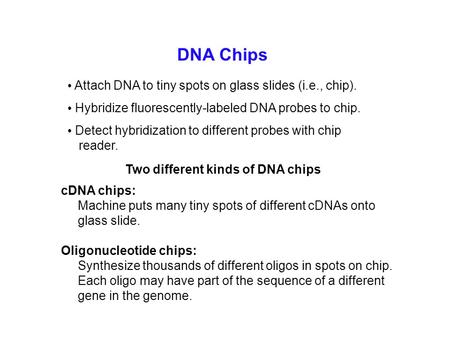 DNA Chips Attach DNA to tiny spots on glass slides (i.e., chip). Hybridize fluorescently-labeled DNA probes to chip. Detect hybridization to different.