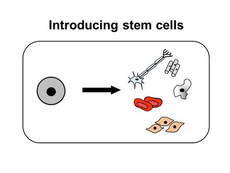 Introducing stem cells. A life story… Stem Cell – Definition A cell that has the ability to.