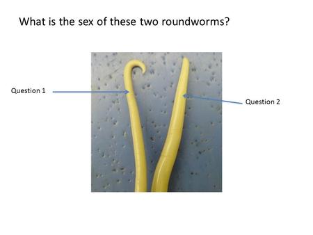 What is the sex of these two roundworms? Question 1 Question 2.