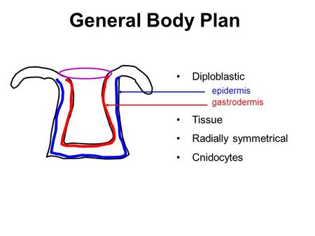 General Body Plan Diploblastic epidermis gastrodermis Tissue Radially symmetrical Cnidocytes.