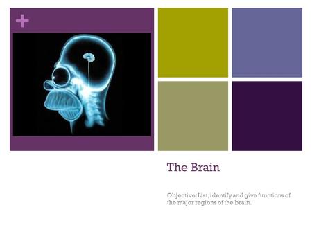 The Brain Objective: List, identify and give functions of the major regions of the brain.