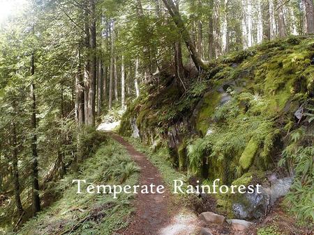 Temperate Rainforest. Climate Map Locations Thicker bark on trees Plants grow large leaves to absorb sunlight The few deciduous trees lose leaves in.