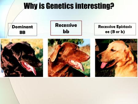 Why is Genetics interesting? Dominant BB Recessive bb Recessive Epistasis ee (B or b)