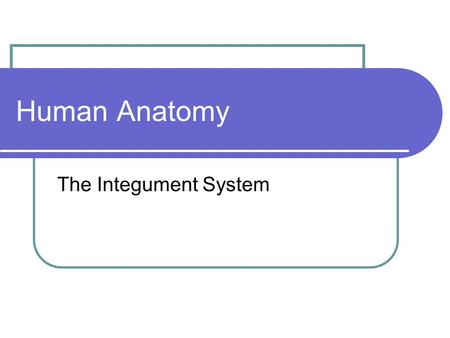 Human Anatomy The Integument System. Function(s) 1. Physical protection 2. Temperature Regulation 3. Protects against water loss 4. Excretion 5. Synthesis.