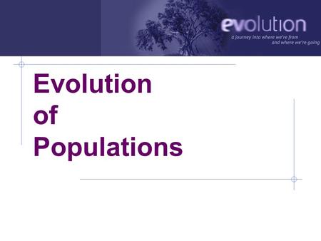 Evolution of Populations Vocabulary 1) Allele 2) Gene Pool 3) Genotype 4) Mutation 5) Phenotype 6) Polygenic Trait 7) Population.