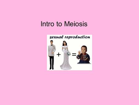 Intro to Meiosis. What is it? Who does it? Where does it happen? Why does it happen? Why is a different process needed? Meiosis Making sex cells (sperm.