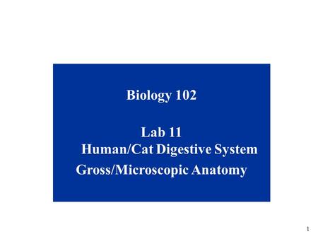 Lab 11 Human/Cat Digestive System Gross/Microscopic Anatomy