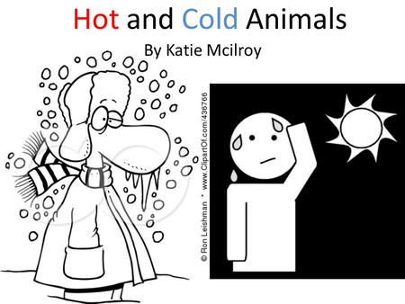 Hot and Cold Animals By Katie Mcilroy. Indian Elephants Indian Elephants live in dry grasslands, in India and Asia, therefore they need to keep themselves.